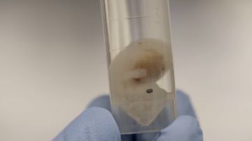 El futuro de los trasplantes en medicina: cultivar órganos humanos en embriones de animales