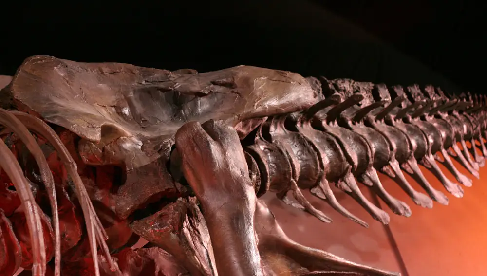 Una cola de dinosaurio subastada en México a principios de año podría no ser auténtica