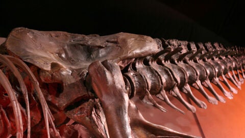 Una cola de dinosaurio subastada en México a principios de año podría no ser auténtica