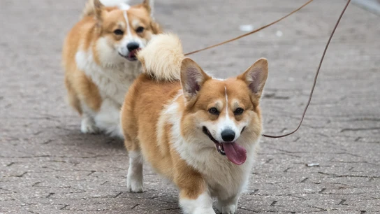 Una pareja de Corgi galés Corgi galés
