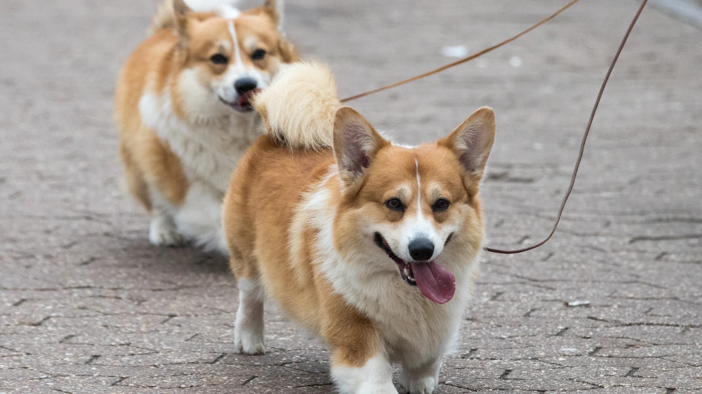 Una pareja de Corgi galés Corgi galés