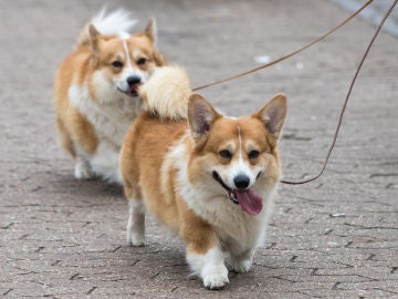 Una pareja de Corgi galés Una pareja de Corgi galés