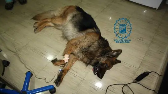 El perro que fue intervenido El perro que fue intervenido