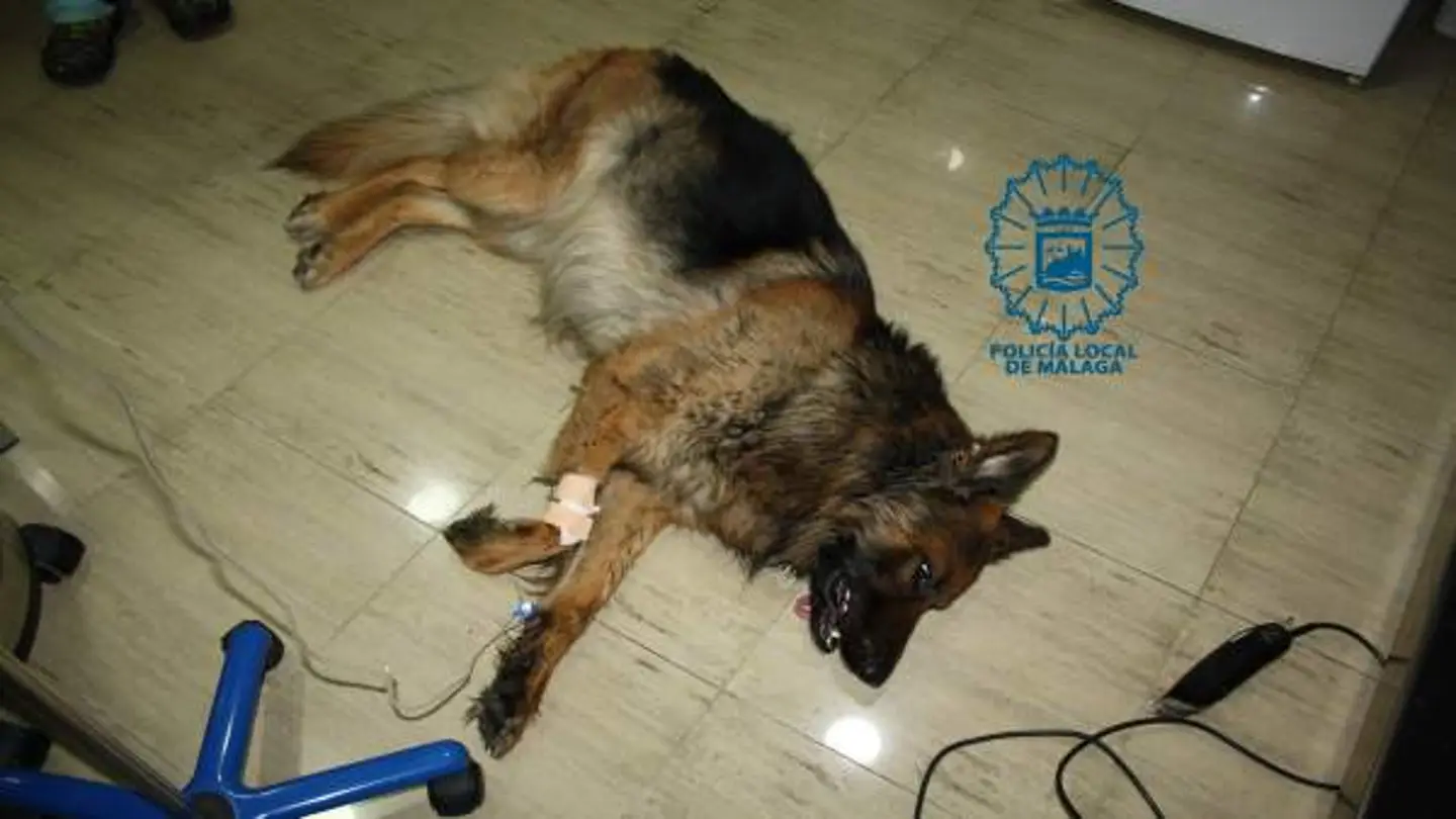 El perro que fue intervenido El perro que fue intervenido