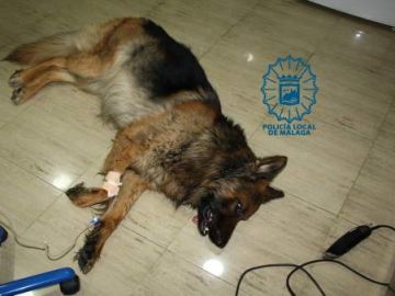 El perro que fue intervenido El perro que fue intervenido