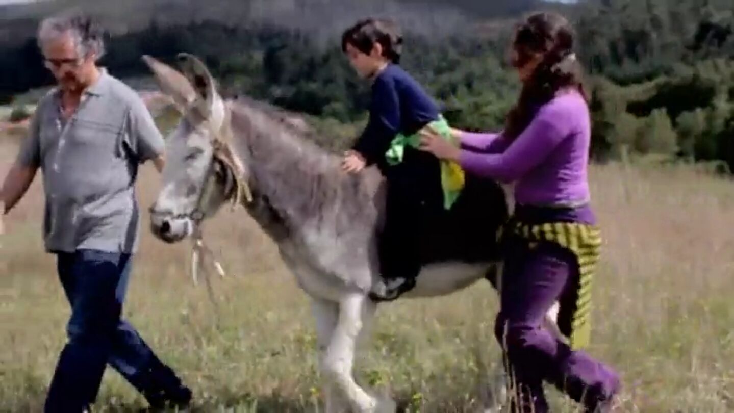 El burro, en peligro de extinci&oacute;n: repaso a un animal con un futuro que pasa por la 'asnoterapia'