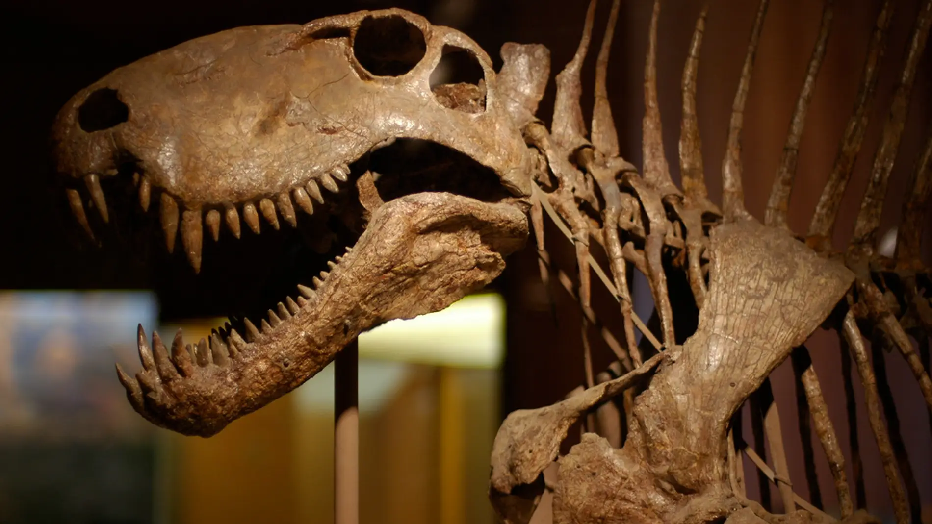 El ‘boom’ de las pujas por huesos de dinosaurios se produco a finales de los 90