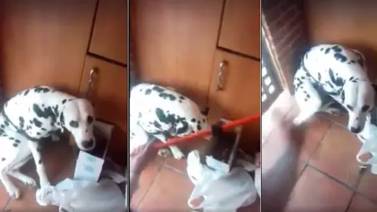 Imagen del vídeo grabado del maltrato al dálmata en Vitoria Imagen del vídeo grabado del maltrato al dálmata en Vitoria