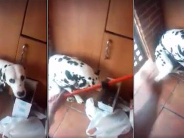 Imagen del vídeo grabado del maltrato al dálmata en Vitoria Imagen del vídeo grabado del maltrato al dálmata en Vitoria