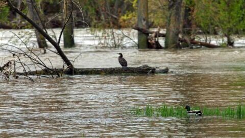 El Río Ebro a su paso por La Rioja