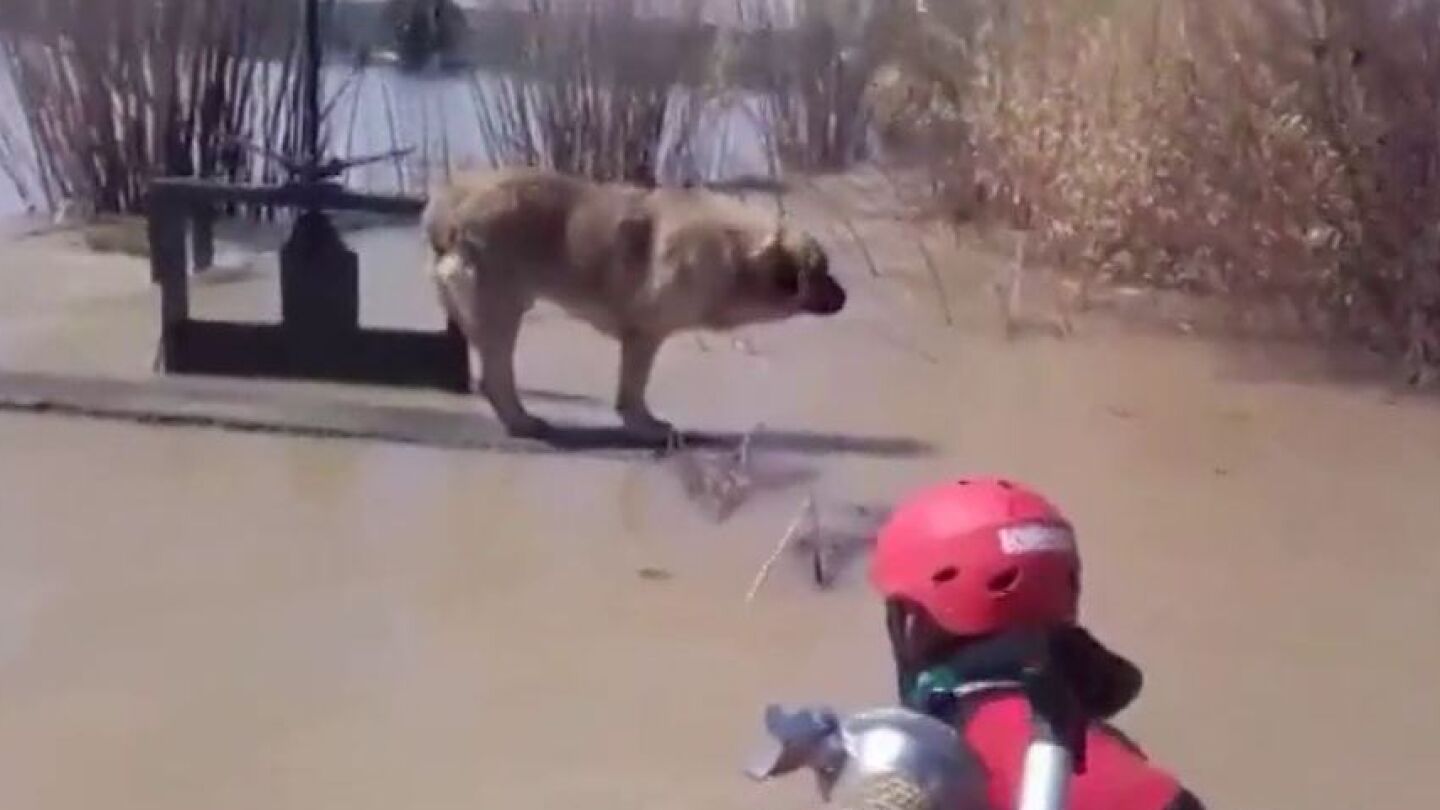 Rescate de un perro en Gallur, Zaragoza