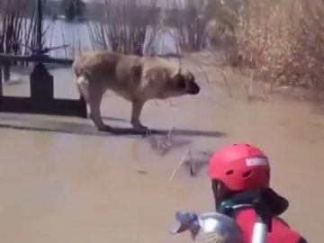 Rescate de un perro en Gallur, Zaragoza Rescate de un perro en Gallur, Zaragoza