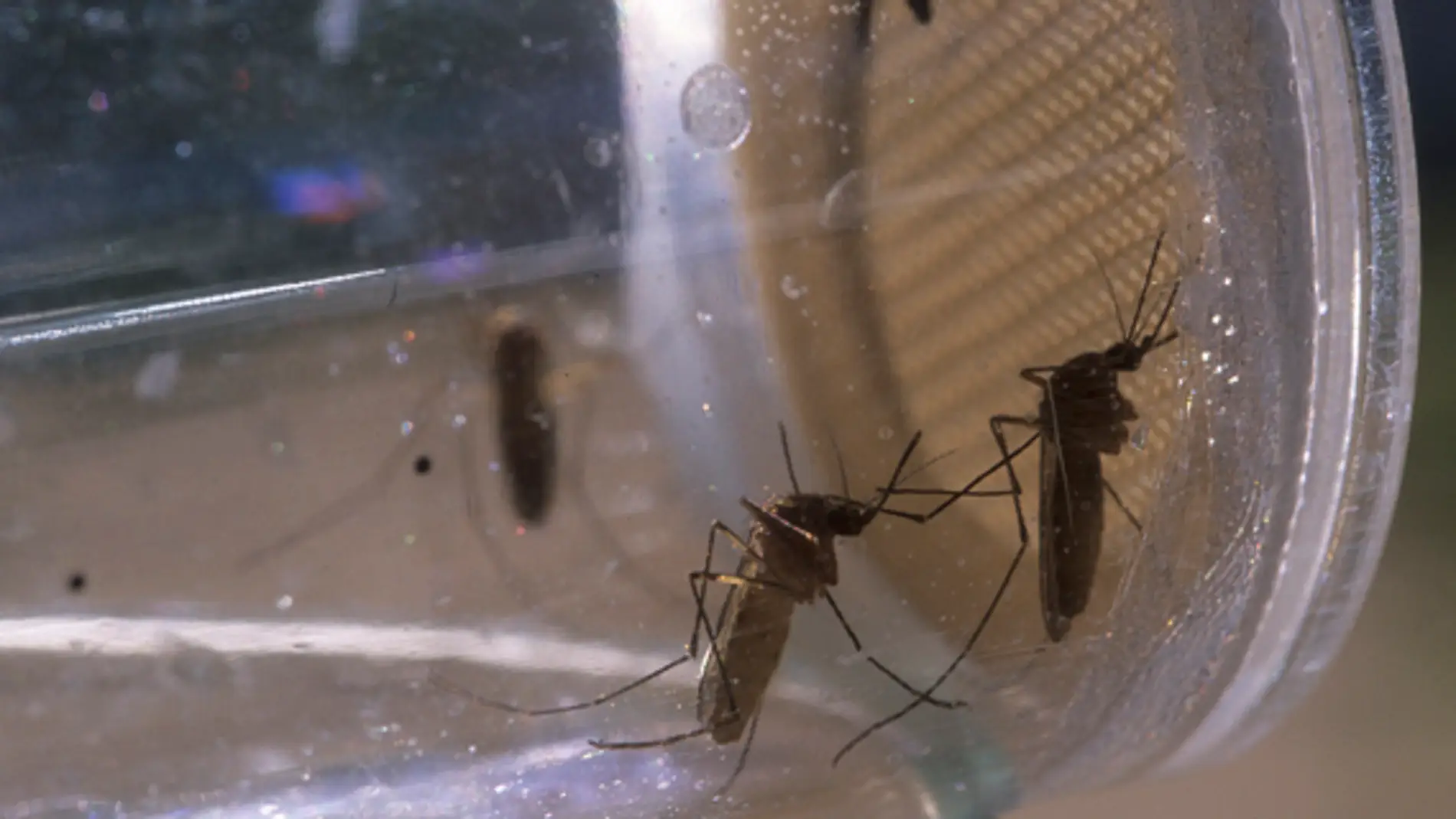 La temperatura afecta la eficacia de insecticidas contra la malaria
