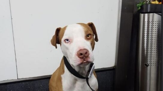 Perro adoptado por el polic&iacute;a