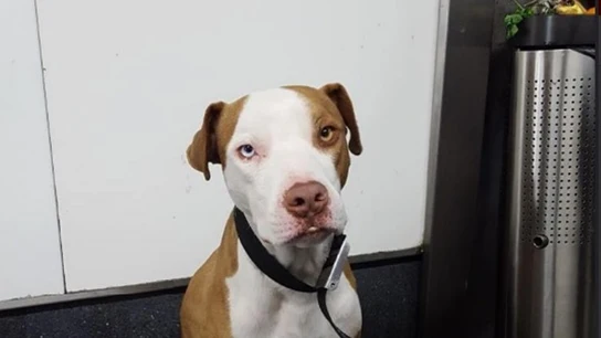 Perro adoptado por el policía Perro adoptado por el policía