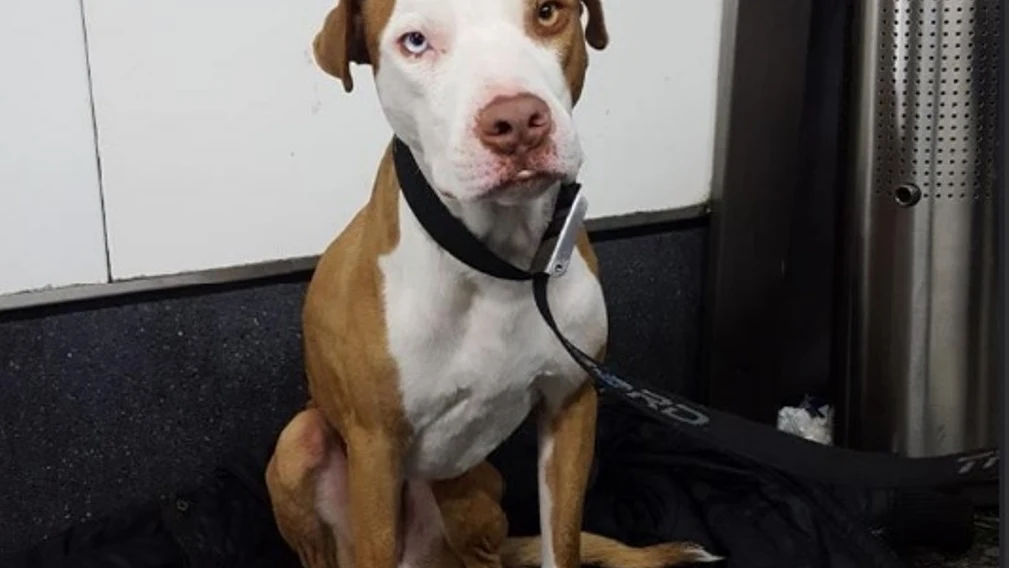 Perro adoptado por el policía Perro adoptado por el policía