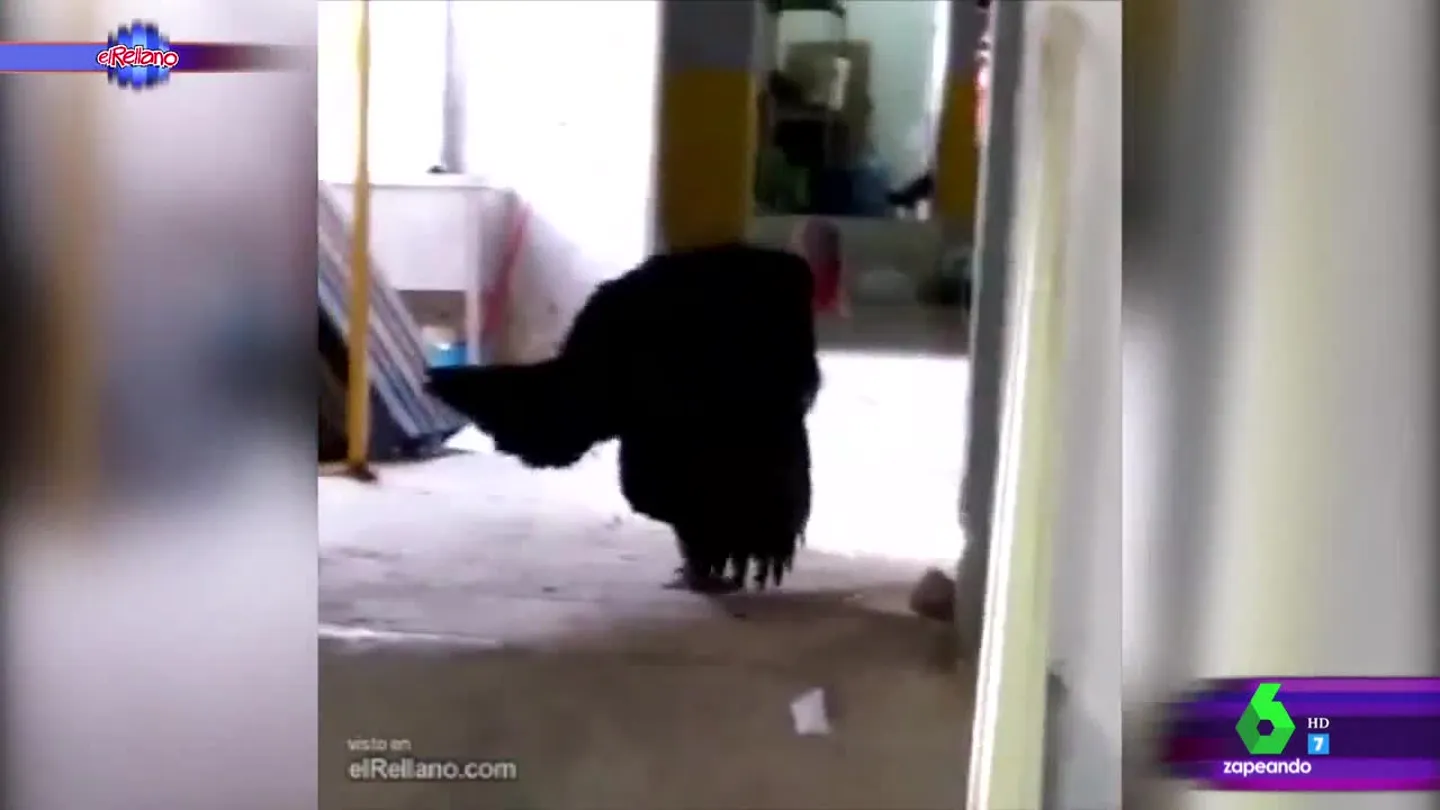 Las increíbles imágenes de una pavo bailando flamenco Las increíbles imágenes de una pavo bailando flamenco