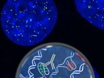 Ilustración del ADN i-motif, unido al anticuerpo que se ha usado para detectarlo Ilustración del ADN i-motif, unido al anticuerpo que se ha usado para detectarlo