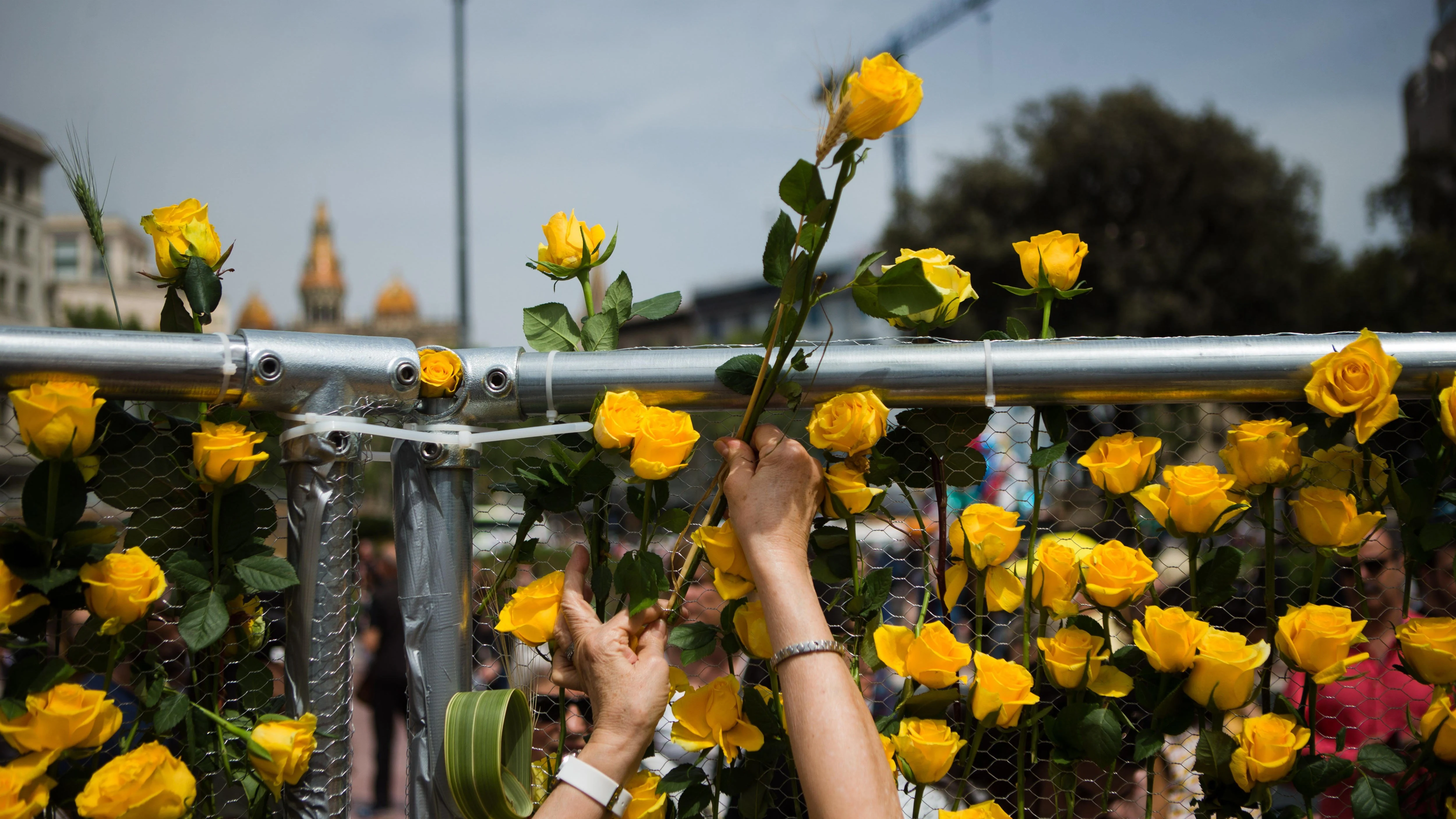 Rosas amarillas en Sant Jordi