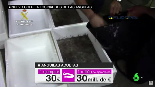 Tráfico de angulas Tráfico de angulas