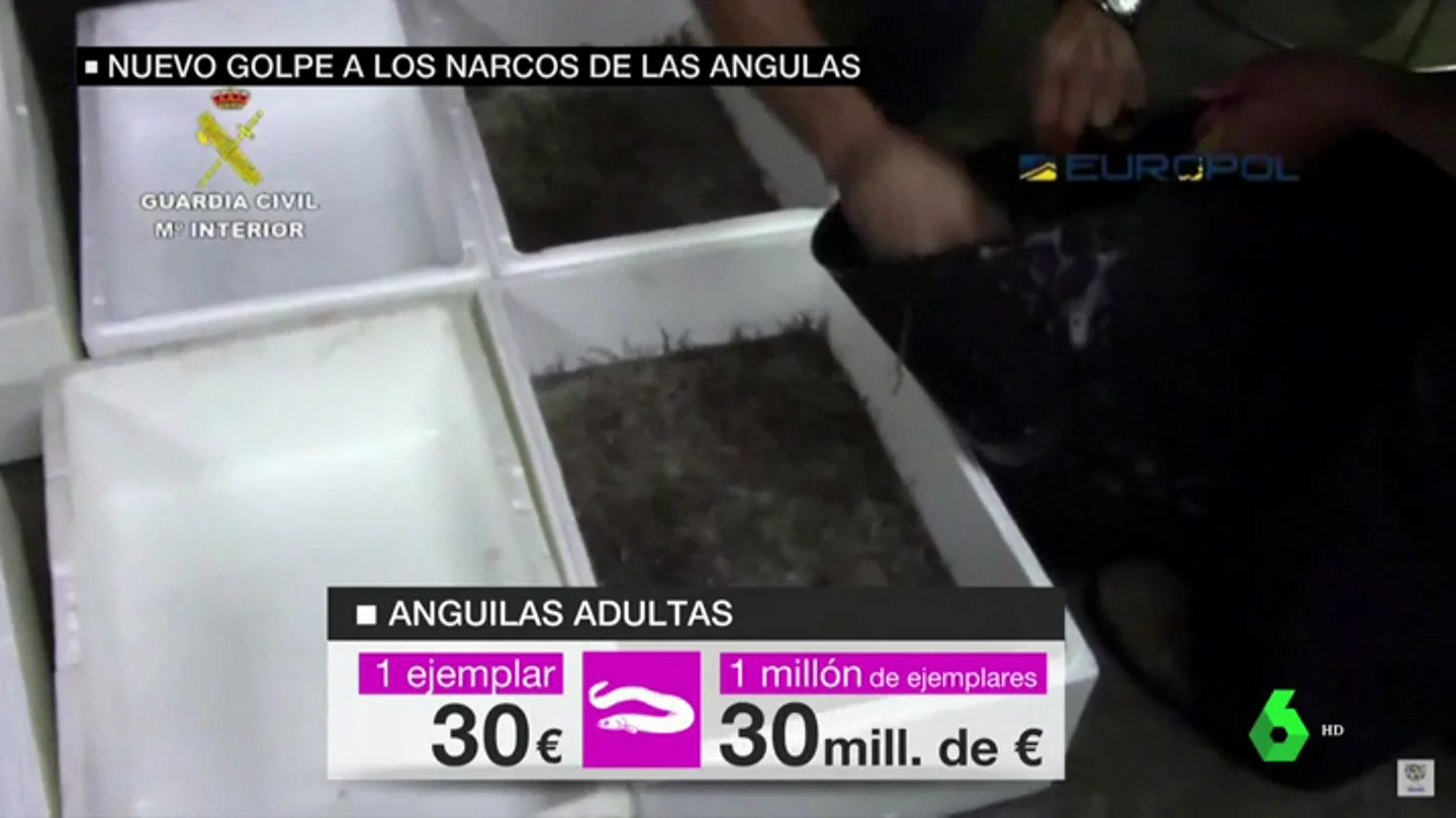 Tráfico de angulas Tráfico de angulas