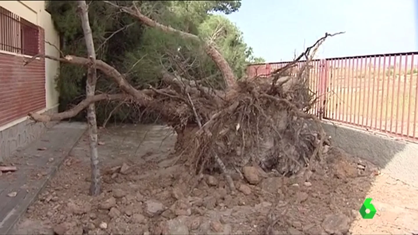 árbol caído por las fuertes rachas de viento en Elche árbol caído por las fuertes rachas de viento en Elche