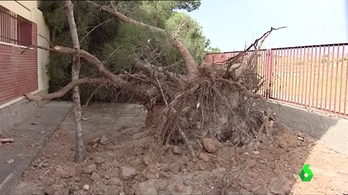 árbol caído por las fuertes rachas de viento en Elche