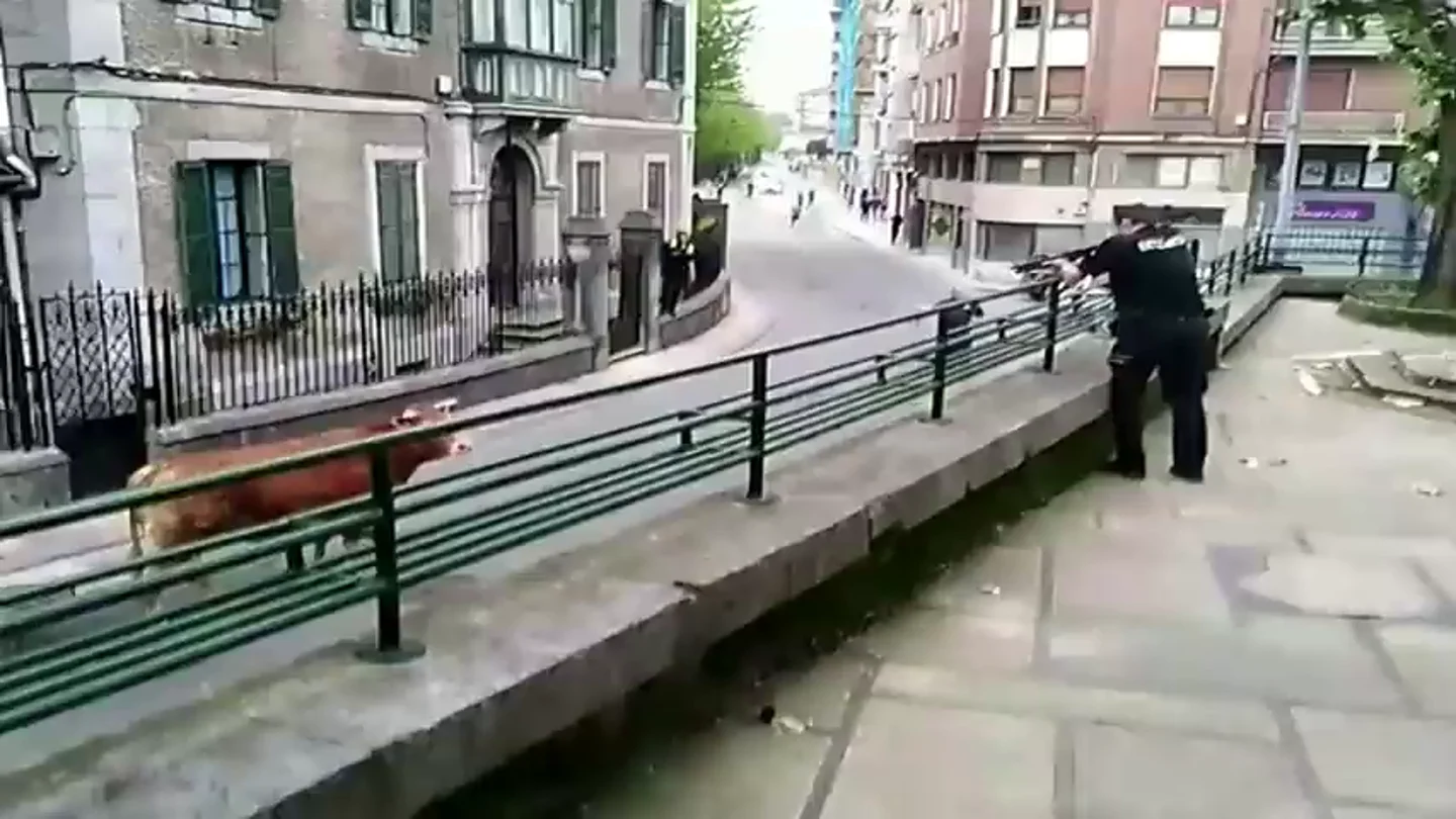 Un buey se escapa y la Ertzaintza tiene que disparar para abatirlo Un buey se escapa y la Ertzaintza tiene que disparar para abatirlo