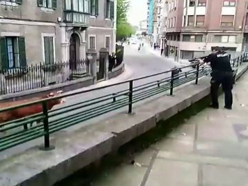 Un buey se escapa y la Ertzaintza tiene que disparar para abatirlo Un buey se escapa y la Ertzaintza tiene que disparar para abatirlo