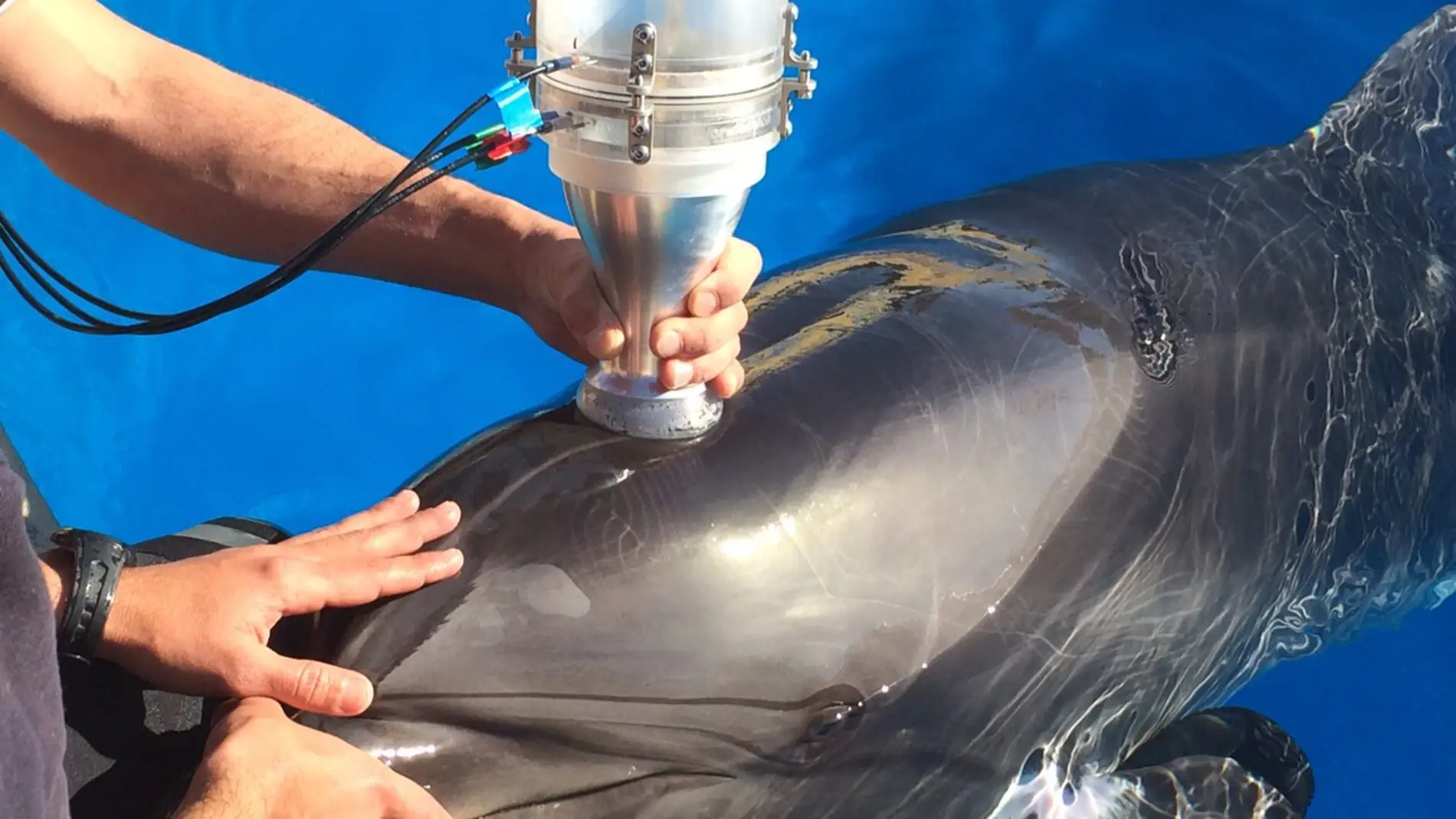 Resuelto el misterio sobre el buceo de delfines y ballenas