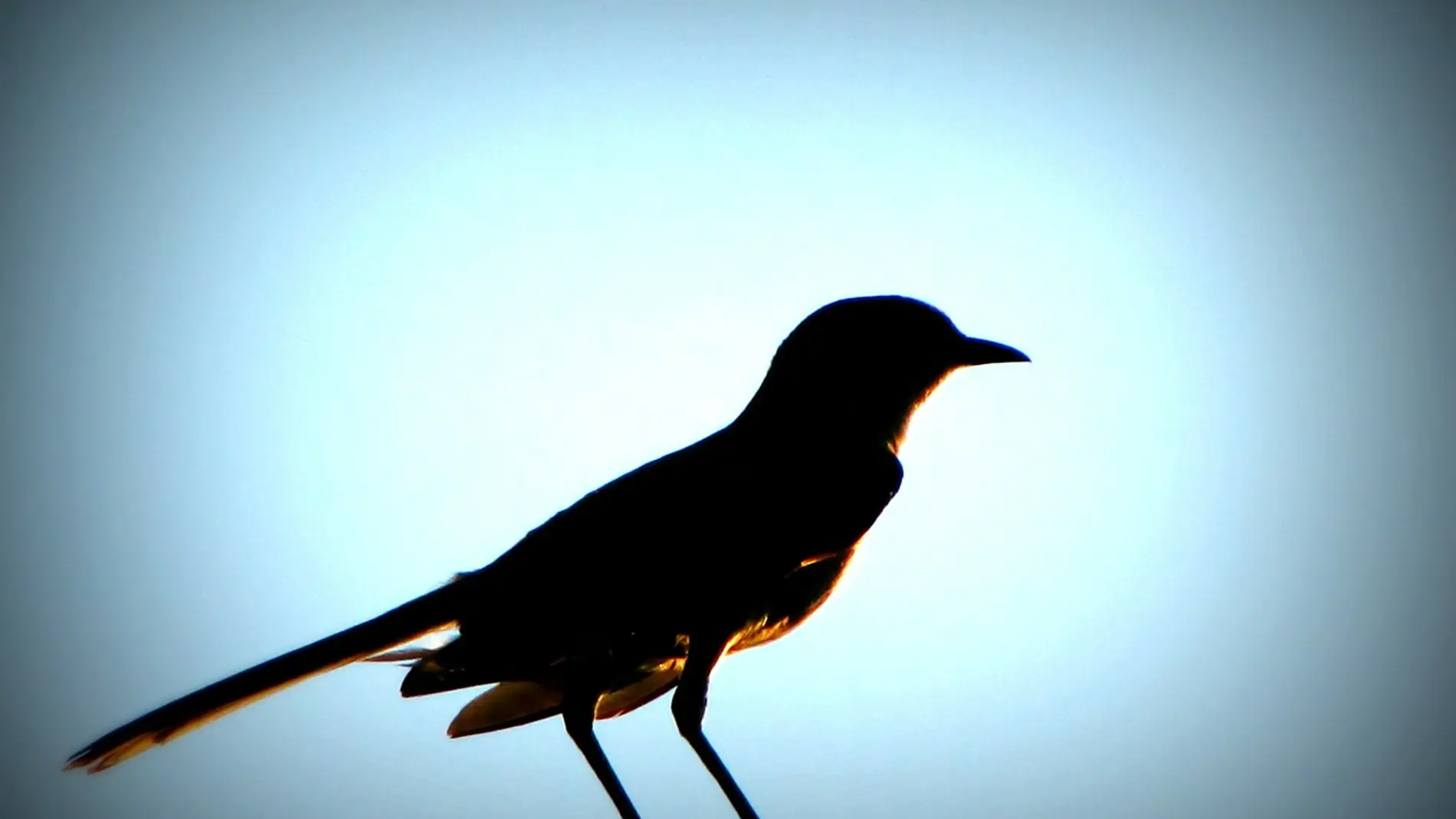 Las aves no son cabezas de chorlito