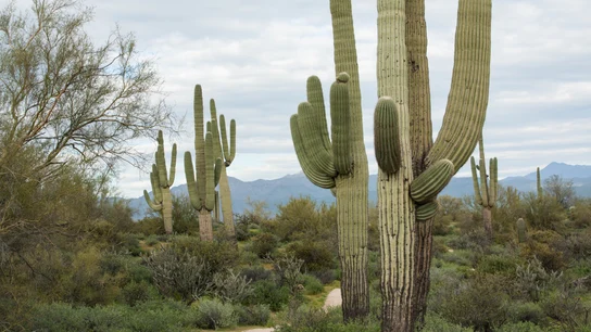 Imagen de un cactu saguardo en el desierto de Arizona Imagen de un cactu saguardo en el desierto de Arizona