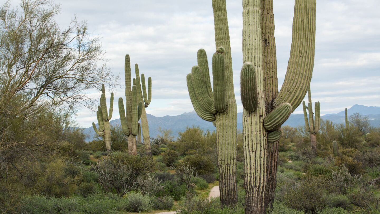 Imagen de un cactu saguardo en el desierto de Arizona