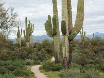 Imagen de un cactu saguardo en el desierto de Arizona Imagen de un cactu saguardo en el desierto de Arizona