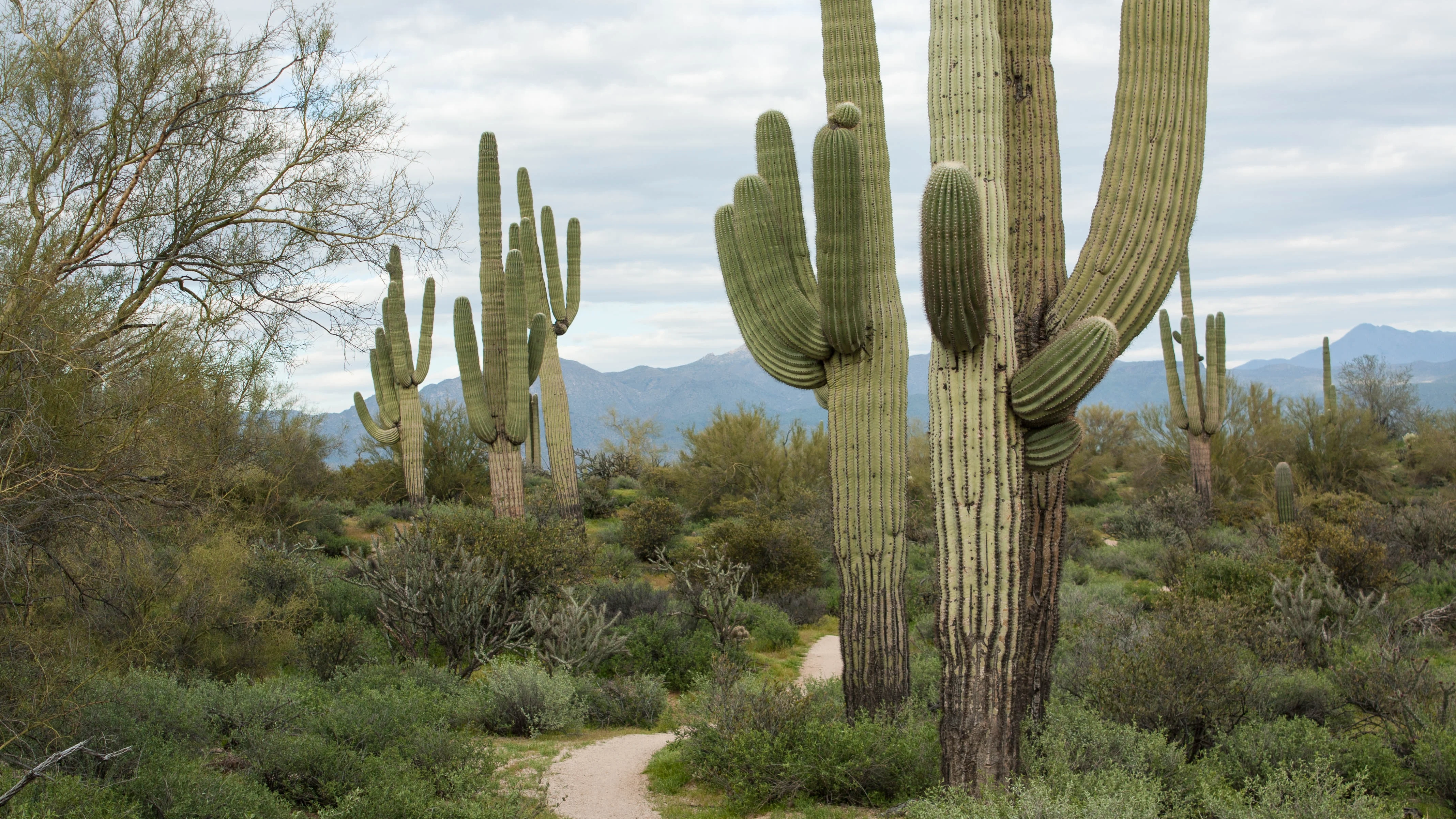 Imagen de un cactu saguardo en el desierto de Arizona