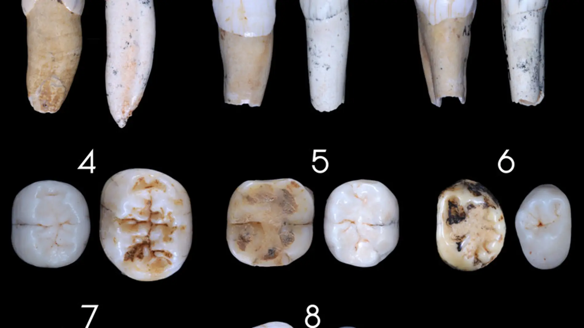 Un estudio cuestiona el origen europeo de los neandertales