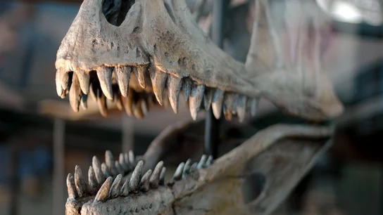 Dinosaurio Dinosaurios