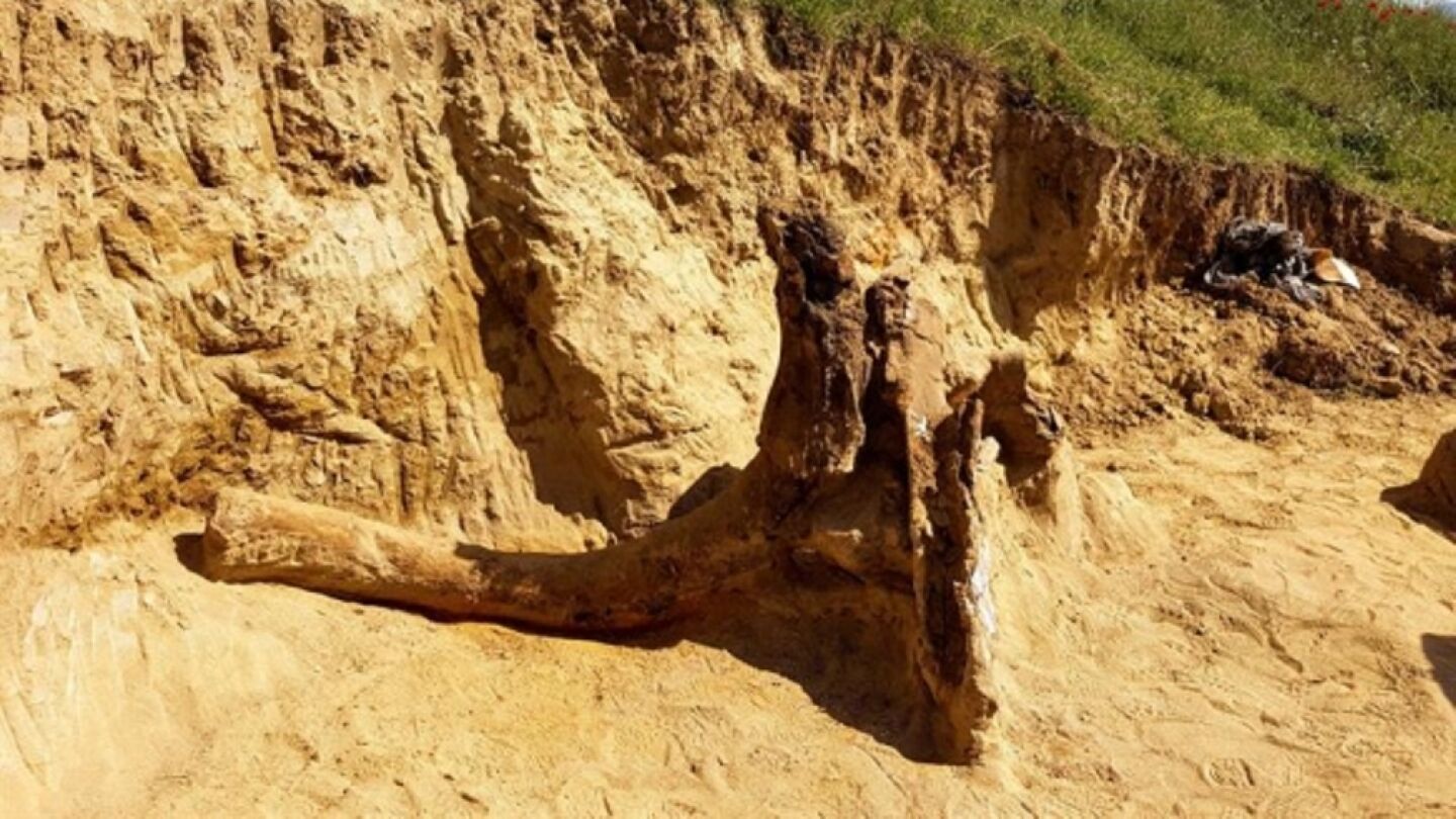 Restos de un mastodonte del Mioceno
