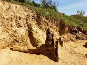 Restos de un mastodonte del Mioceno Restos de un mastodonte del Mioceno
