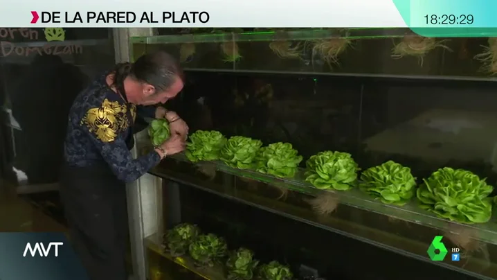 Mejor sabor, olor, textura, más limpio y ecológico: así es el cultivo hidropónico que cambia la tierra por agua