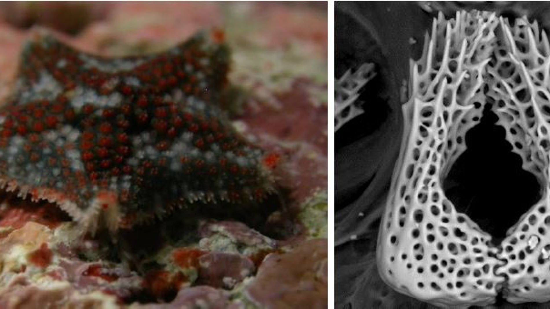 Descubiertas dos nuevas especies de estrellas de mar