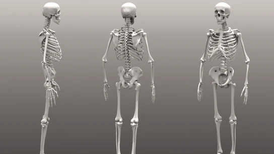 Imagen de varios esqueletos humanos Imagen de varios esqueletos humanos