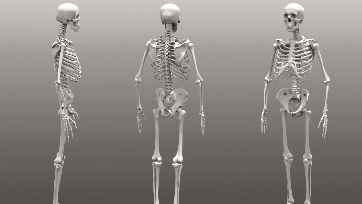Imagen de varios esqueletos humanos Imagen de varios esqueletos humanos