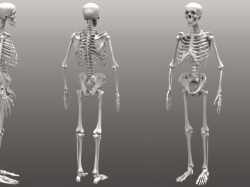 Imagen de varios esqueletos humanos Imagen de varios esqueletos humanos