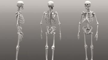 Imagen de varios esqueletos humanos