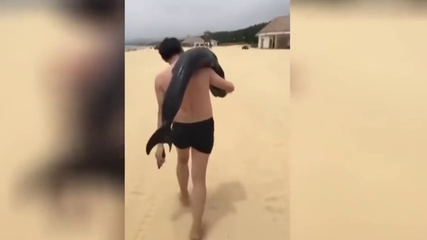 Viaja al sur de China y como souvenir se lleva un delf&iacute;n que estaba varado en la playa