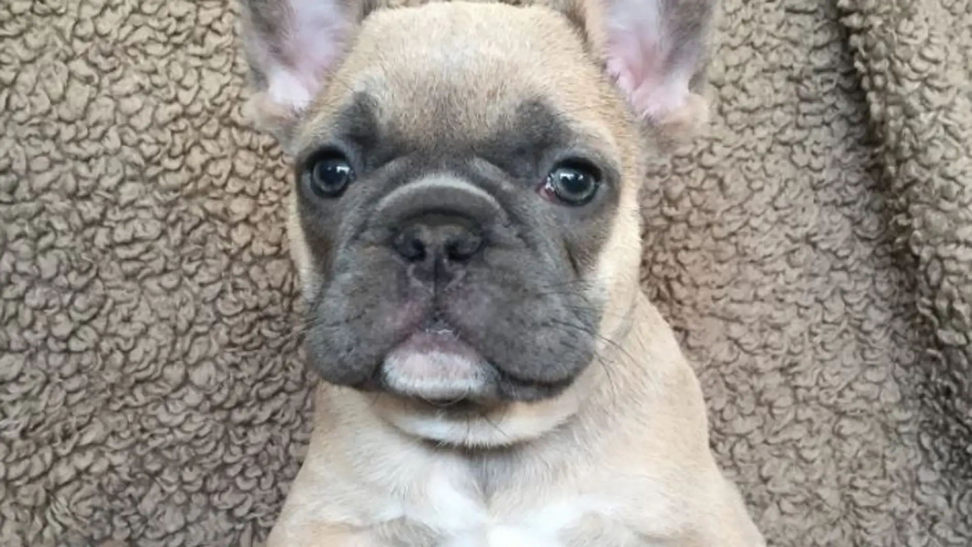 Los problemas de salud de los bulldogs franceses otitis diarreas y conjuntivitis
