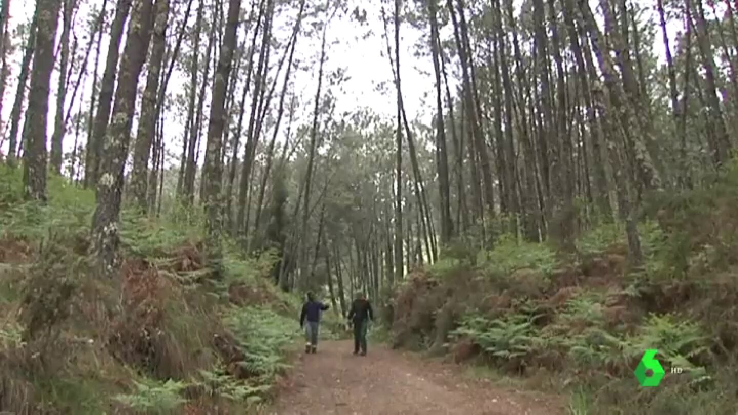 Forestales limpiando un bosque en Galic&iacute;a