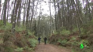 Forestales limpiando un bosque en Galicía