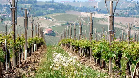 Piamonte Piamonte